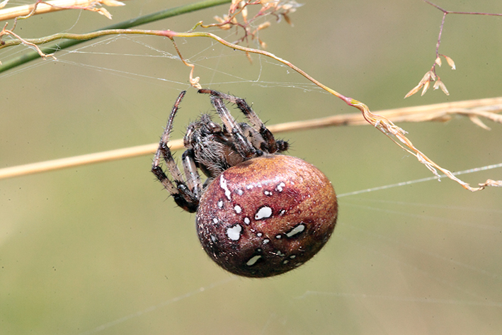 Araneus quadratus - Molini di Triora (IM)